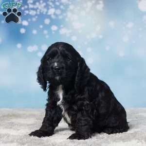 Rudolph, Cocker Spaniel Puppy